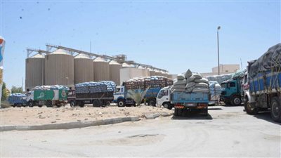 شون وصوامع المنيا تستقبل ١٩٠ ألف طن من القمح 