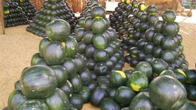 حقيقة وجود بطيخ مسرطن بالأسواق 