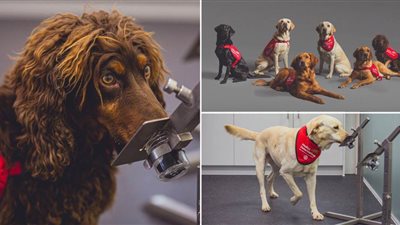 عاجل| الكلاب أدق من الأجهزة في كشف الإصابة بفيروس كورونا 