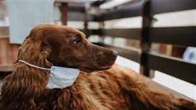 عاجل| دراسة: الكلاب يمكنها اكتشاف كوفيد-19 في أقل من ثانية واحدة