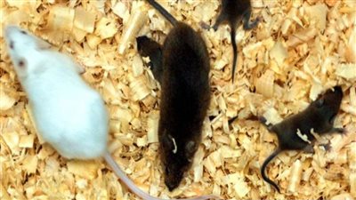 جيوش من الفئران تغزو مدنا بأكملها في أستراليا وسط استنفار السلطات