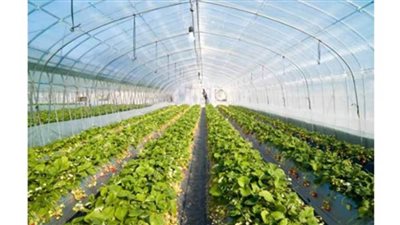 رغم المواصفات والاشتراطات شديدة الصعوبة.. الزراعة تؤكد: الخوخ والبطيخ المصري يصلان بريطانيا وإيطاليا