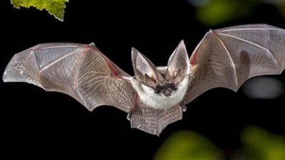 خفاش يجبر طائرة ركاب هندية متوجهة إلى نيويورك على العودة