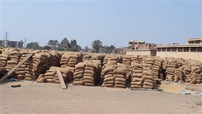 توريد 214 ألف طن قمح ببني سويف بنسبة 107% من المستهدف 