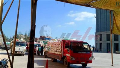 شون وصوامع كفر الشيخ تستقبل 173635 طن قمح