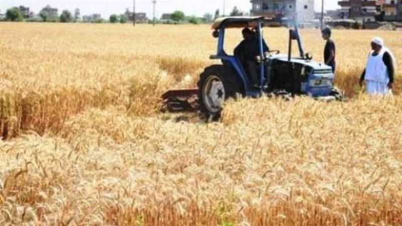 حصاد القمح