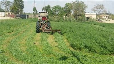 أستاذة محاصيل تؤكد على فوائد البرسيم العلاجية وفى توليد الطاقة وخفض الكوليسترول