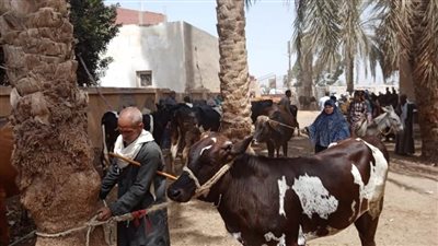 تحصين 106 آلاف و103 رؤوس ضد الجلد العقدي وجدري الضأن ببني سويف