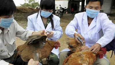 بعد تسجيل أول إصابة بشرية بها.. اليكم آخر المعلومات عن إنفلونزا الطيور