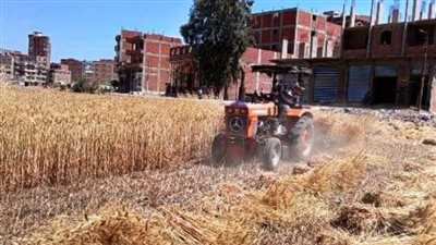 توريد 640493 طنًا و66 كجم من السنابل الذهبية لصوامع وشون الشرقية 