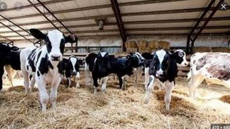 مشروع البتلو لصغار