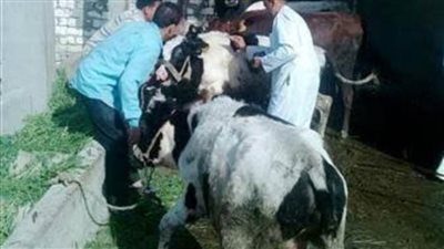 علاج 75 ألف رأس ماشية وضبط 2 طن لحوم غير صالحة بالبحيرة