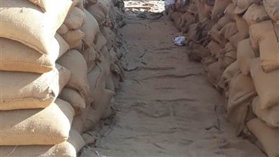 توريد 231 ألف طن قمح ببني سويف بزيادة 31 ألف طن