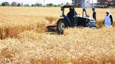 الشرقية تبتهج لحصاد السنابل الذهبية