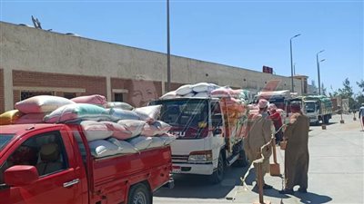  توريد 175683 طن قمح بكفر الشيخ