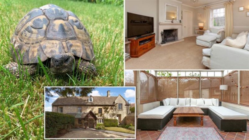 السلحفاة هرقل