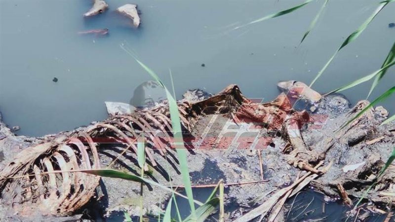 بقايا حمير مذبوحه