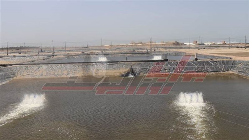 مزرعة غليون