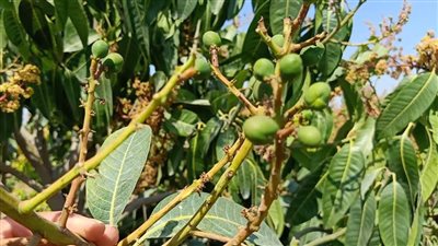 لمحبي المانجو  والمزارعين.. ندوة بالإسماعيلية تناقش أسباب تساقط ثمار المانجو قبل نضجها 