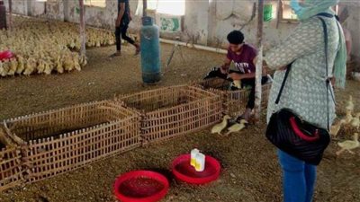 تحصين 67 ألفا و662 طائرا ضد أنفلونزا الطيور بالشرقية 