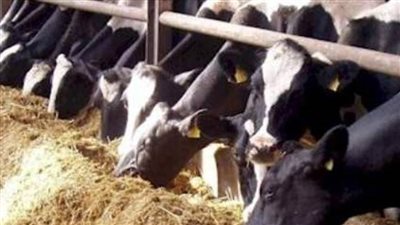 الأورمان: تسليم 1469 رأس ماشية ضمن 