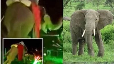  عاجل| شاهد ثورة الفيل في حفل الزفاف  (فيديو)