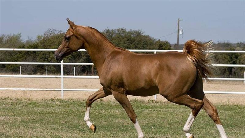 مصر تبدأ خطوات مشروع