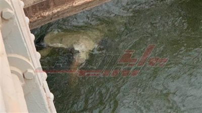 العثورعلى جثة مجهولة الهوية بترعة فى الخانكة