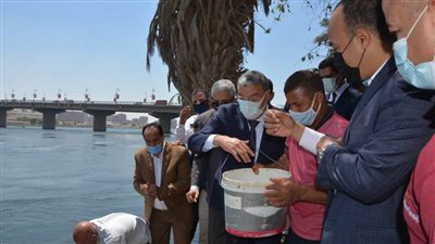 لتنمية الثروة السمكية.. إلقاء مليون زريعة سمك بنهر النيل بالمنيا   