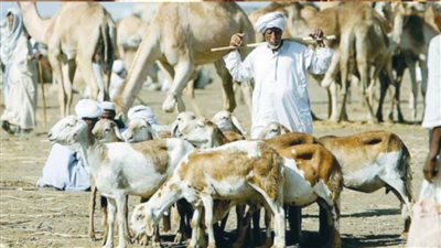 حافظ إبراهيم وزير الثروة الحيوانية السودانى فى حواره لـ«روزاليوسف»: أكبر مشروع لإنتاج اللحوم بين مصر والسودان