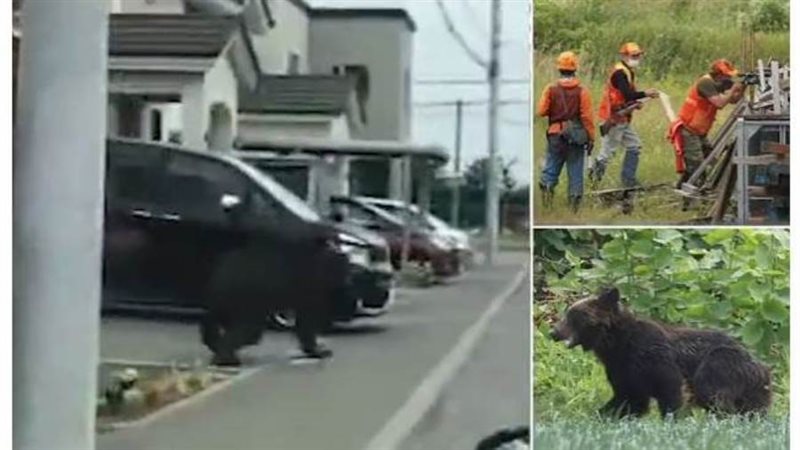 الدب يثير الرعب