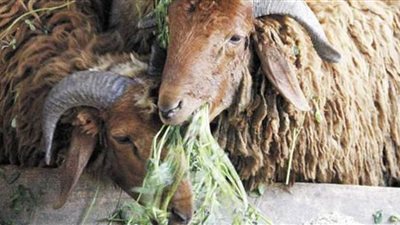 علشان العيد الكبير قرب.. اعرف أسعار الأضاحي في 2021 