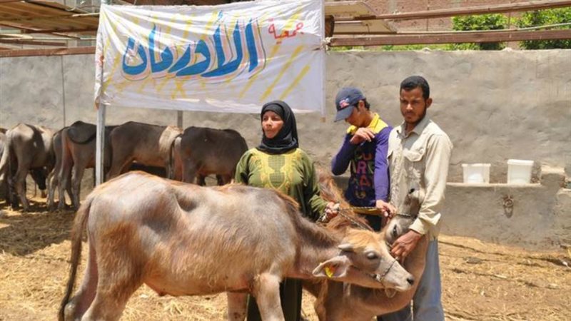 توزيع روؤس الماشية