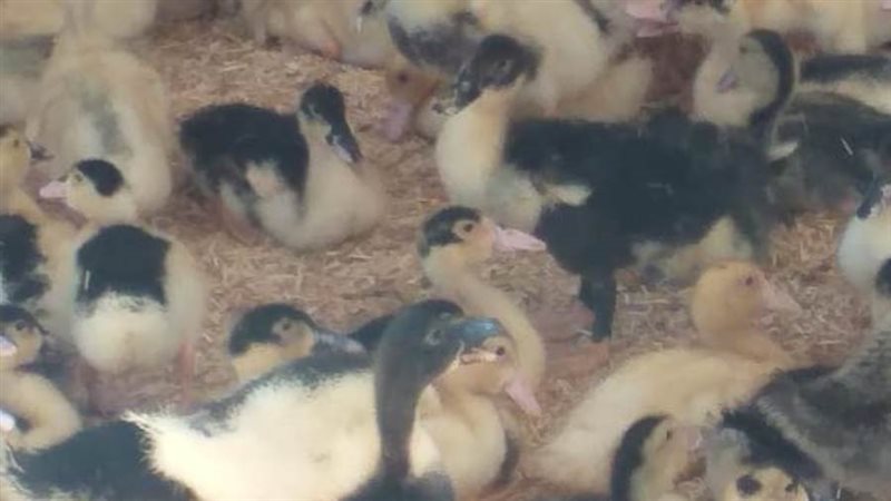 مشروع البط بالبحيرة