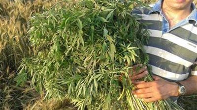 ضبط عامل لقيامه بزراعة نصف فدان من نبات القنب الهندي المخدر والبانجو