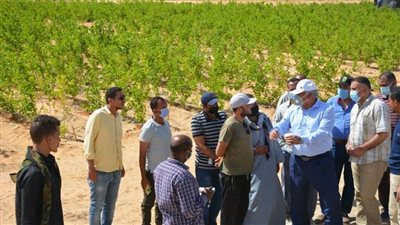 تنفيذ مشروع الحرير الطبيعي في الفرافرة بالوادي الجديد 