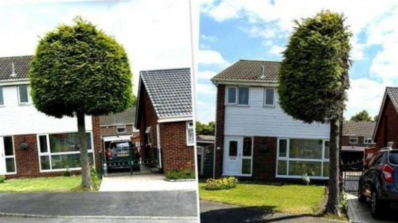 قطع نصف شجرة