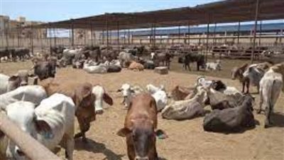 محافظ بورسعيد: محطة تسمين الماشية تستقبل راغبي حجز العجول والأضاحي