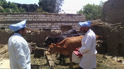 انطلاق الحملة القومية الثانية لتحصين 111 ألف رأس ماشية و46 ألف رأس أغنام بأسيوط