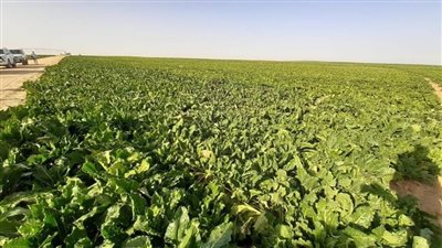 محافظ المنيا: حل مشكلة عدد من موردي ومزارعي محصول البنجر عقب التنسيق بين الجهات المعنية