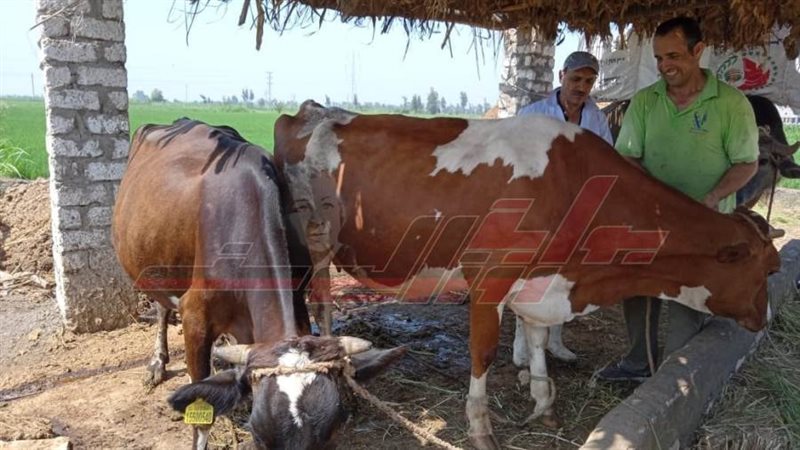 تحصين المواشي