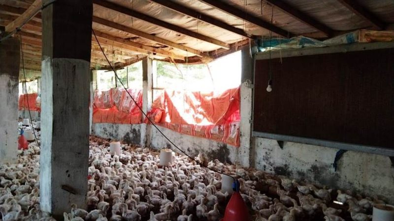 برتوكول لتطوير الدواجن