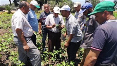 متابعة ميدانية لزراعات القطن بمحافظة البحيرة