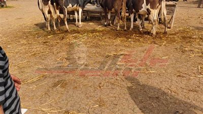 وسط إجراءات احترازية.. فتح سوق الماشية في بيلا بكفر الشيخ مؤقتًا