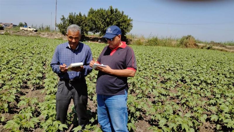 متابعة زراعات الذرة