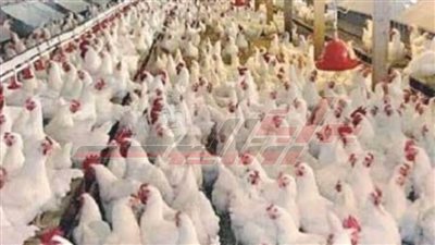 تحصين 14440 طائراً من الأمراض الوبائية بكفر الشيخ
