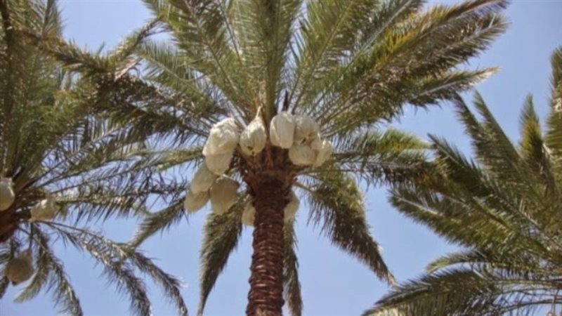 بدء عملية تزميط النخيل