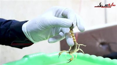 عاجل| استخراج السم الزعاف من العقارب والثعابين لاستخدامه دواءً (فيديو)