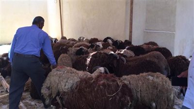 حملات تفتيشية مكثفة بالأقصر استعدادا لعيد الأضحى المبارك