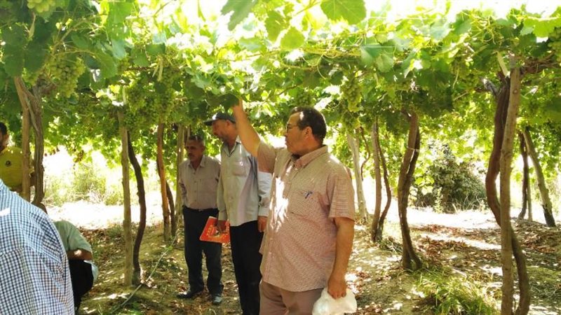 سحب عينات من محصول